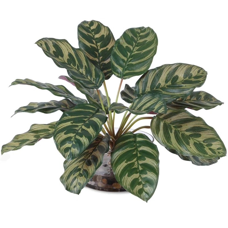 Peacock Plant Accent