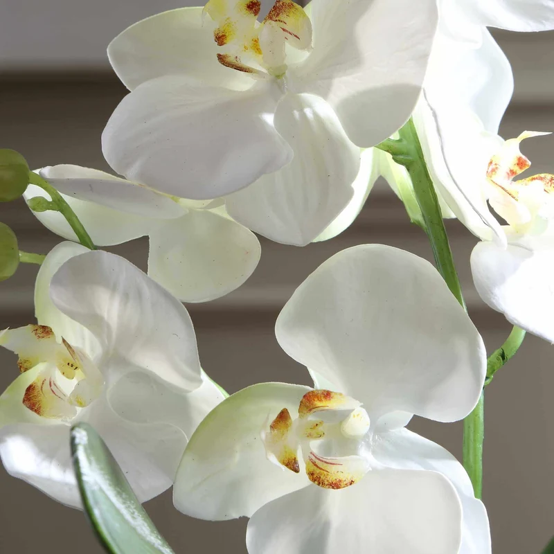 Laris Orchid Drop-In