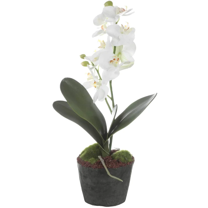 Laris Orchid Drop-In