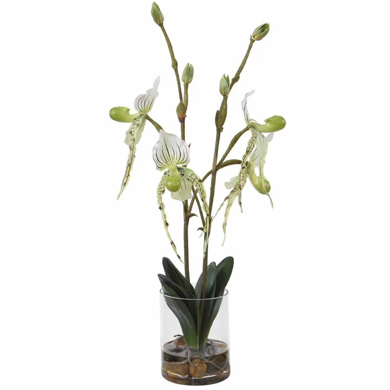 Lady Slipper Orchid In Glass Vase