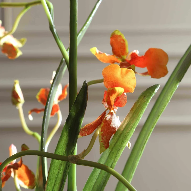 Dancing Orchid In Glass Vase