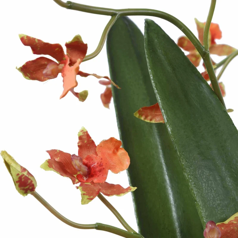 Dancing Orchid In Glass Vase