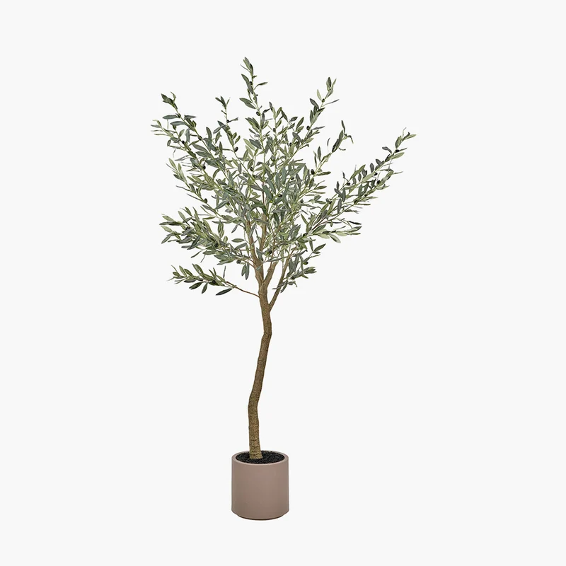 Large Olive Tree in Pot | OUTLET