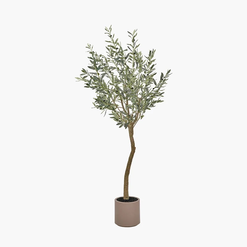 Large Olive Tree in Pot | OUTLET