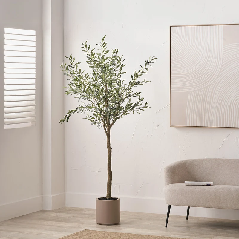 Large Olive Tree in Pot | OUTLET
