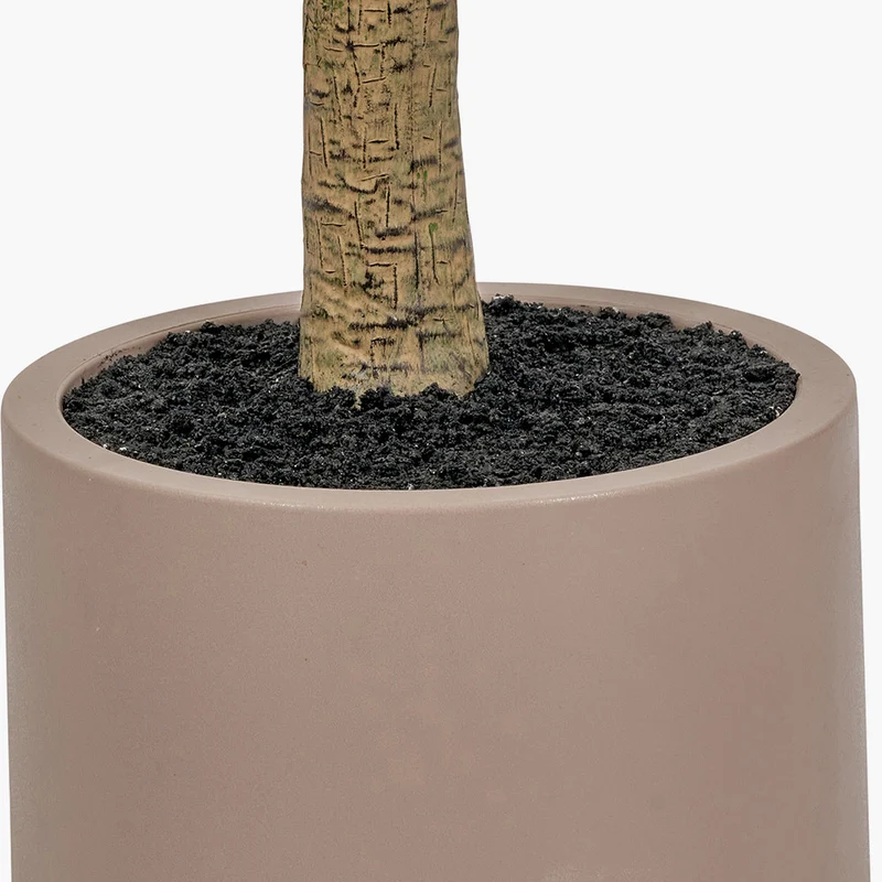 Large Olive Tree in Pot | OUTLET