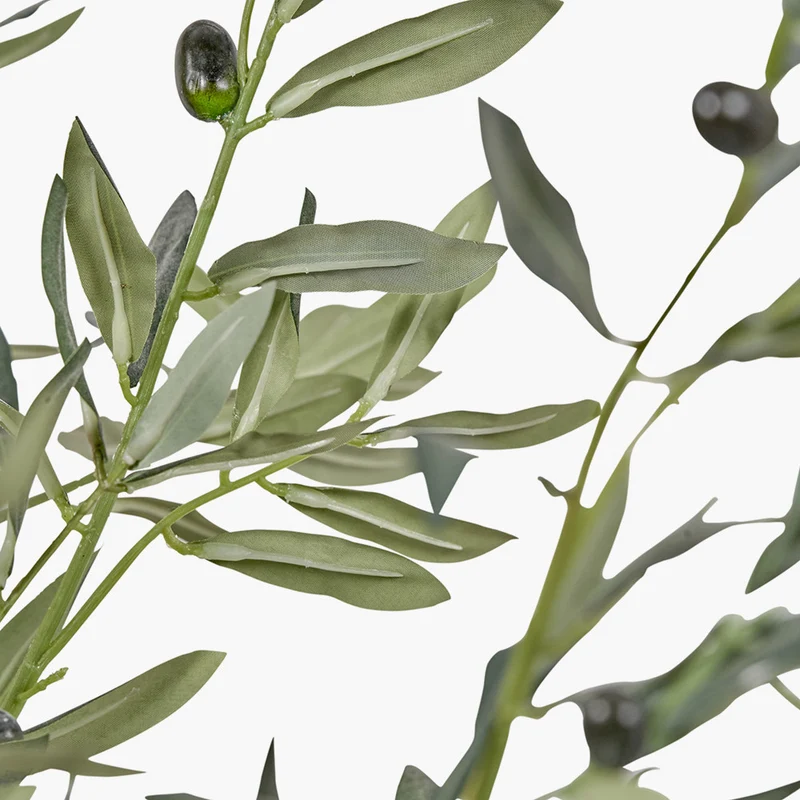 Large Olive Tree in Pot | OUTLET