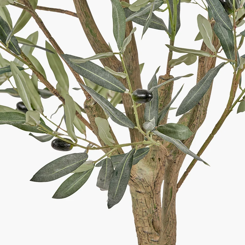 Large Olive Tree in Pot | OUTLET