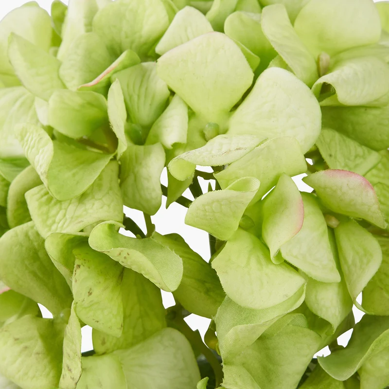 Green Hydrangea Pack of 6