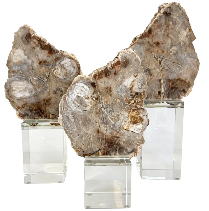 Bram Petrified Wood Sculpture - Large