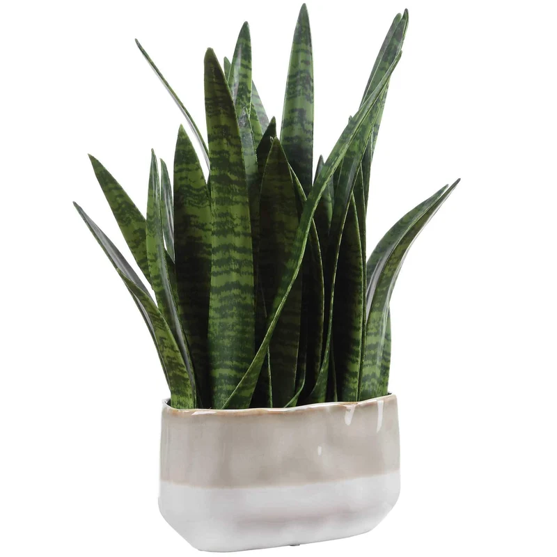 Sansera Snake Accent Plant