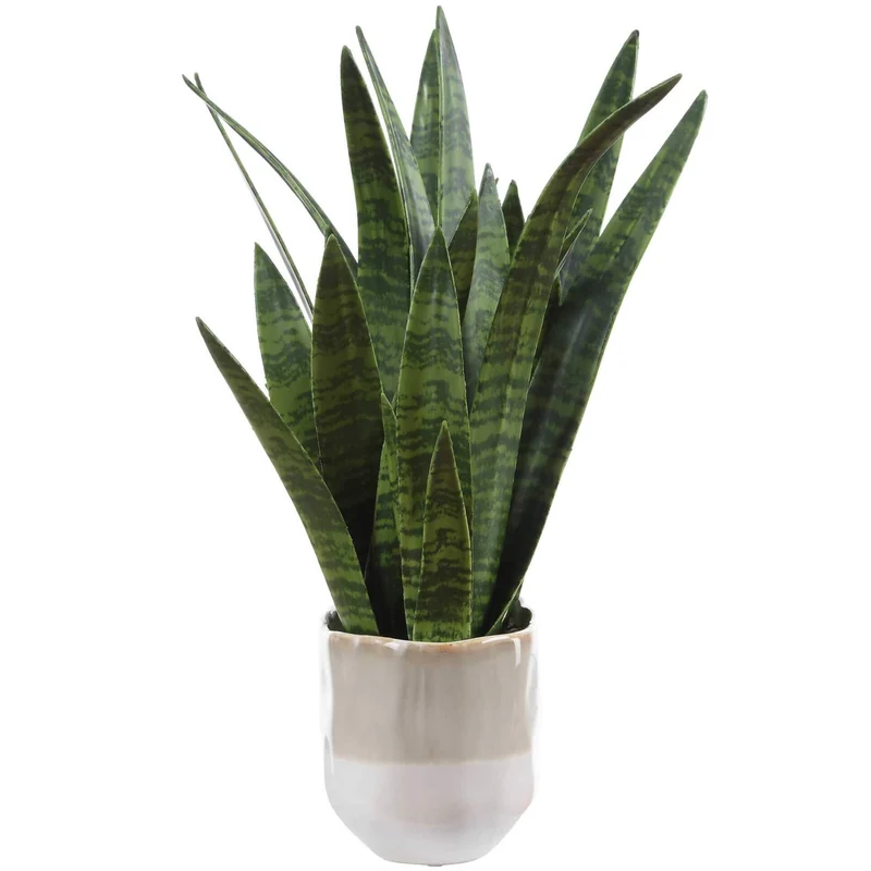 Sansera Snake Accent Plant
