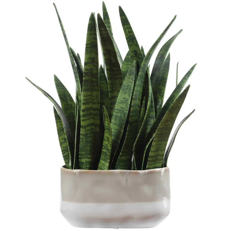 Sansera Snake Accent Plant