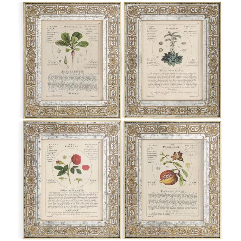 Herbal of Enlightenment Framed Prints - Set of 4