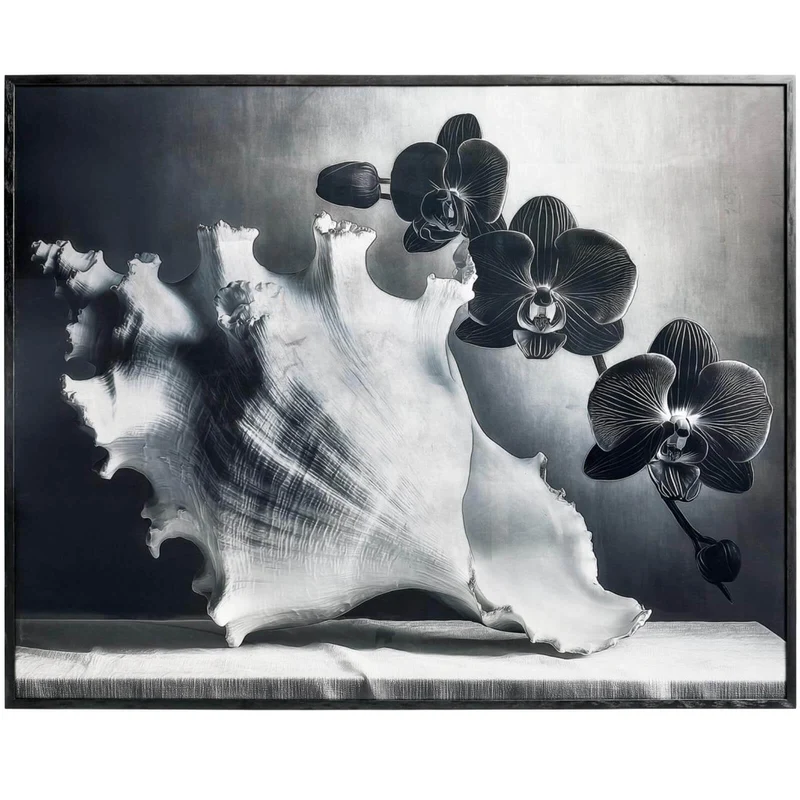 Silver Conch Photography Print