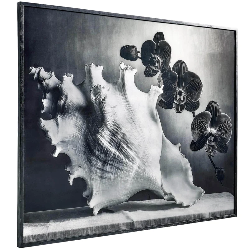 Silver Conch Photography Print