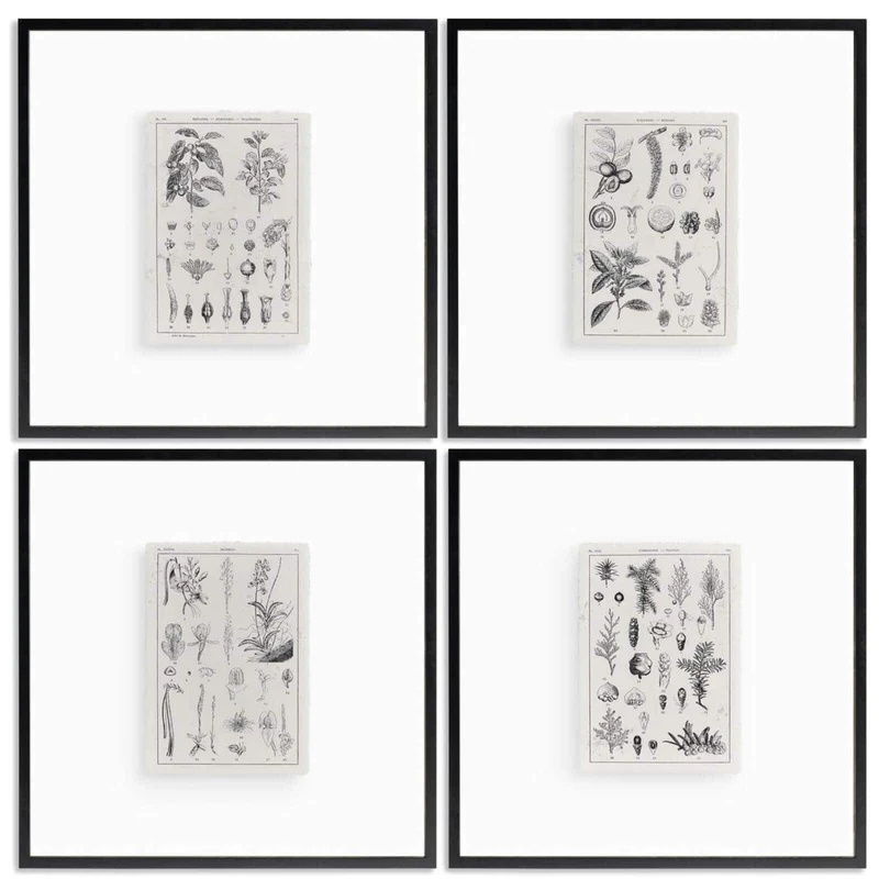 Botanica: The Art of Knowledge Framed Prints - Set of 4