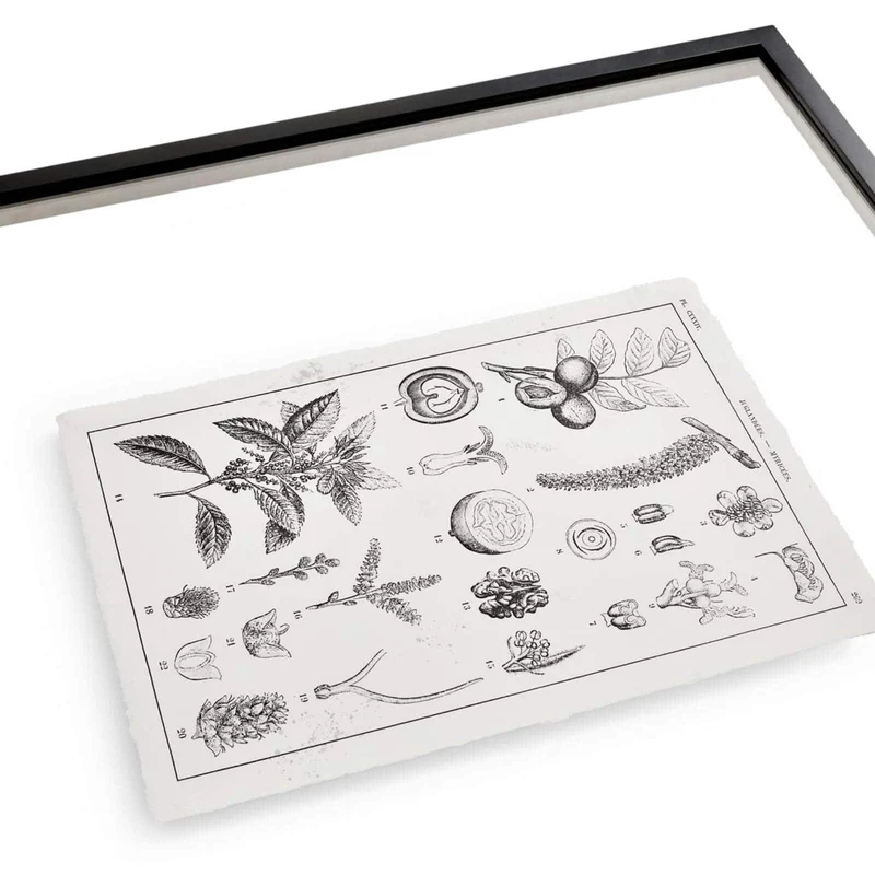 Botanica: The Art of Knowledge Framed Prints - Set of 4
