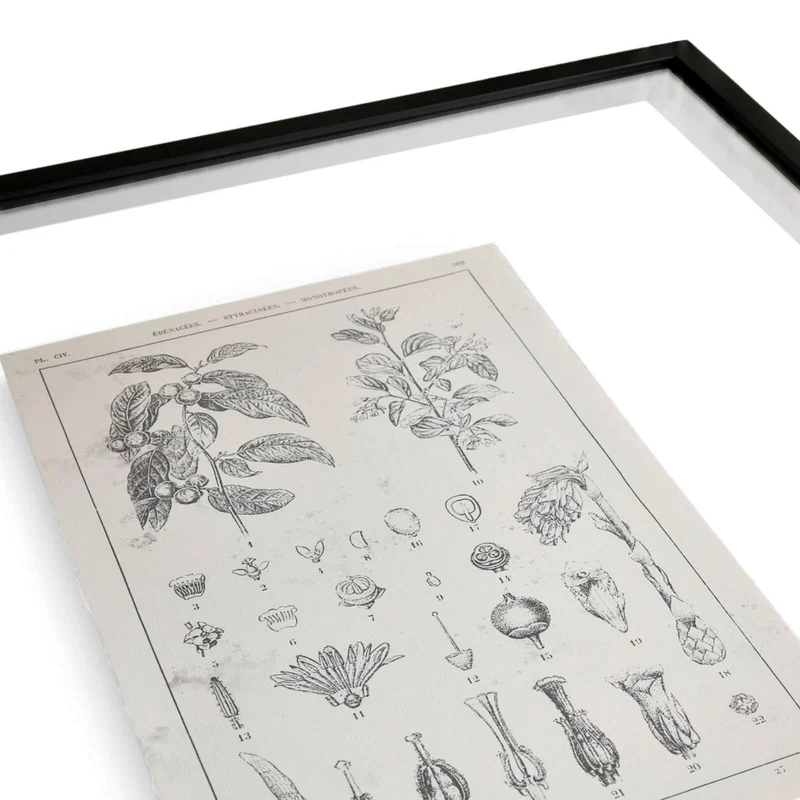 Botanica: The Art of Knowledge Framed Prints - Set of 4