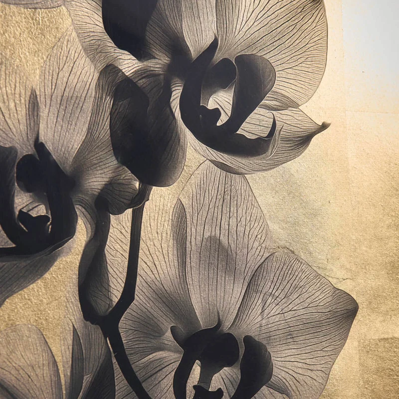 Black Orchids Photography Prints - Set of 2