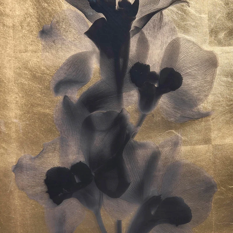 Black Orchids Photography Prints - Set of 2