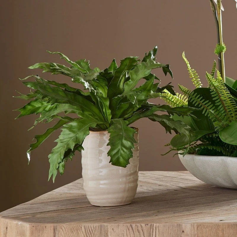 Verdure Fern
