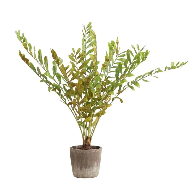 Zamia Palm Accent In Planter