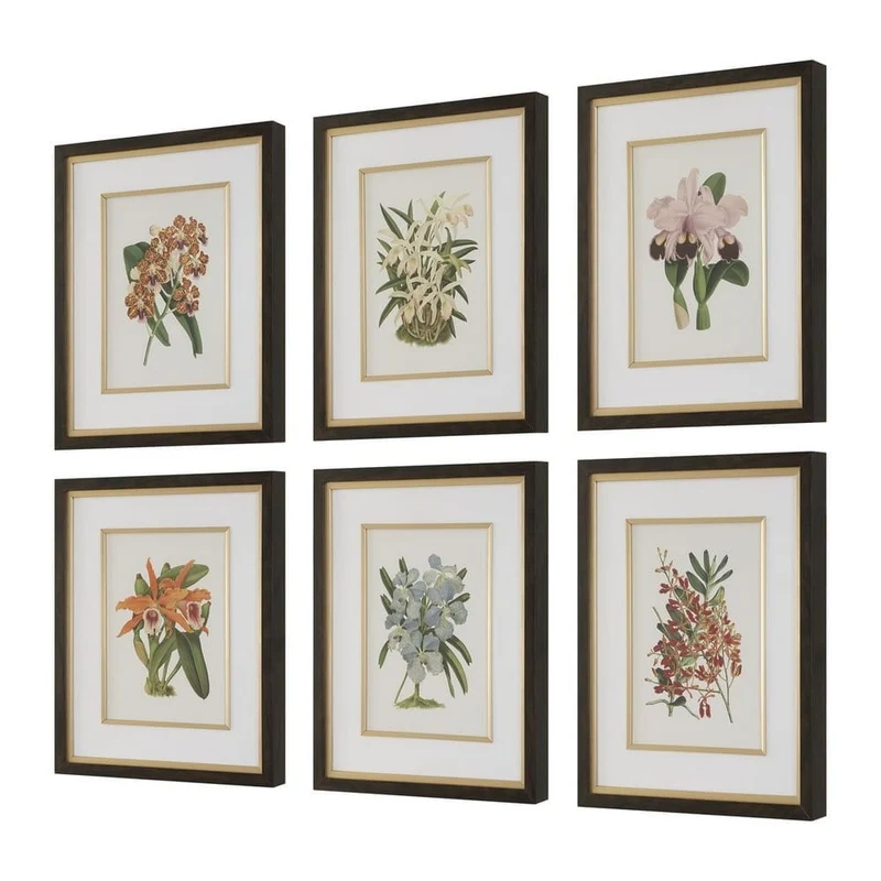 Orchid Botanical Framed Prints Set of 6