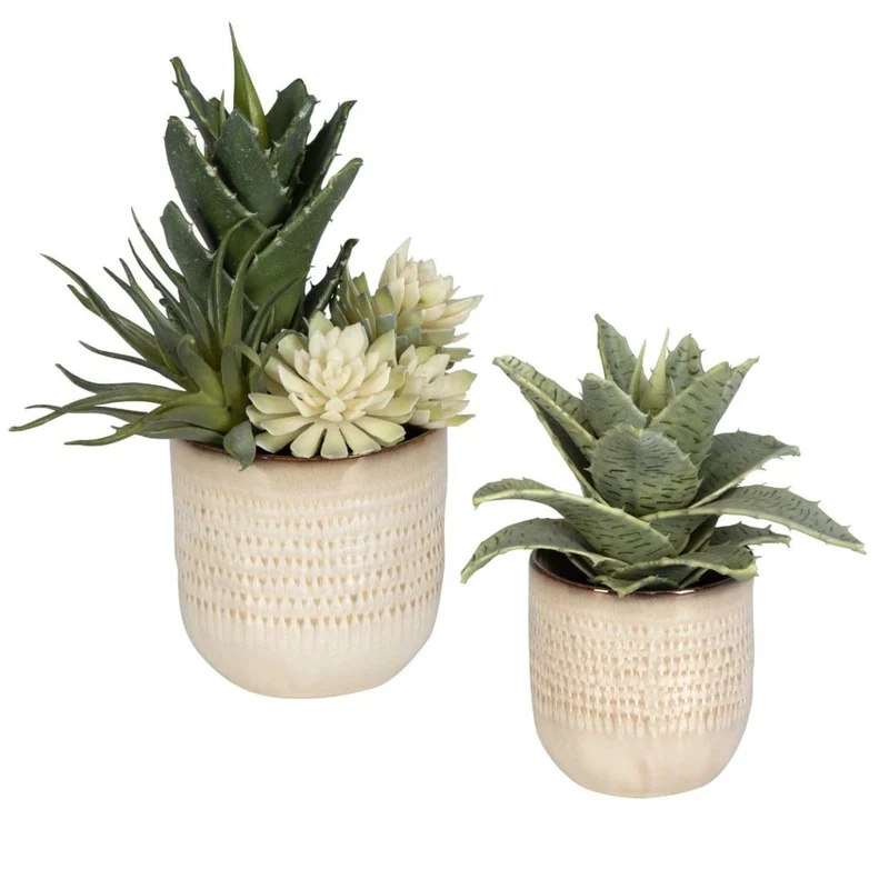 Seaside Succulents | Set of 2