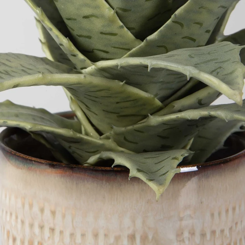 Seaside Succulents | Set of 2