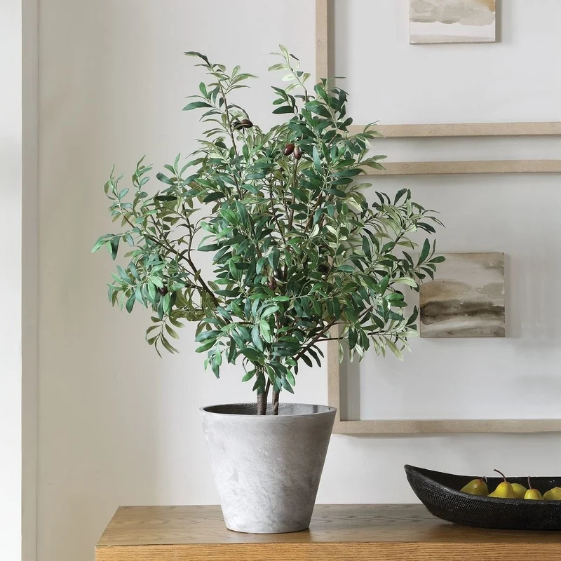 Marisol Potted Olive Plant