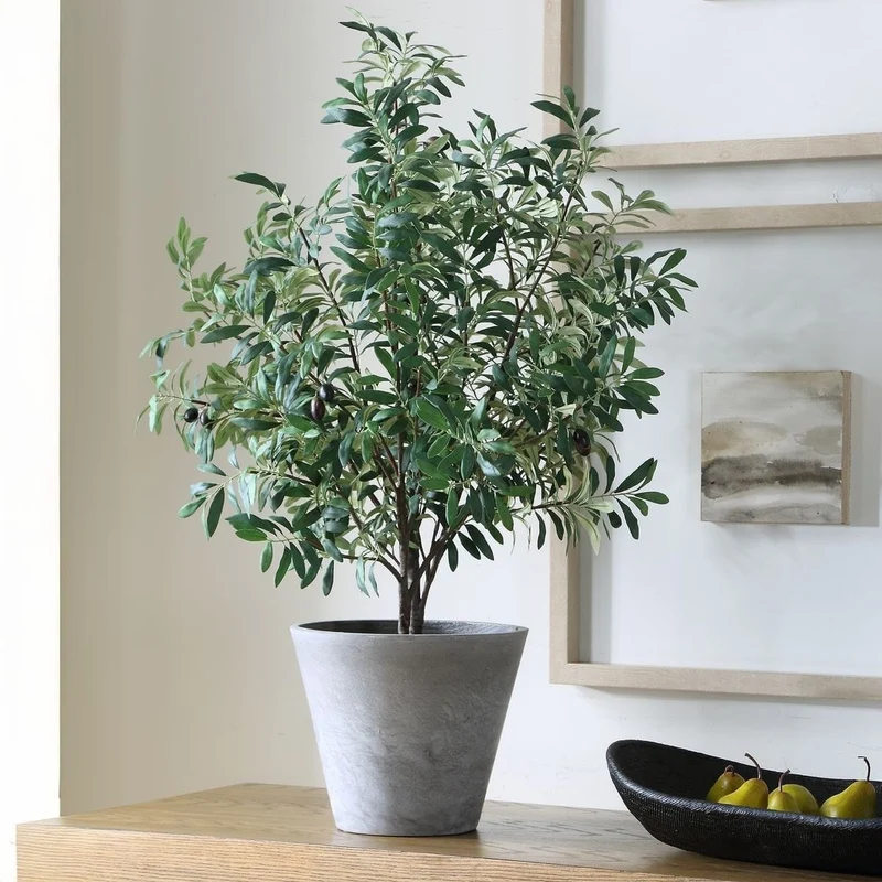 Marisol Potted Olive Plant