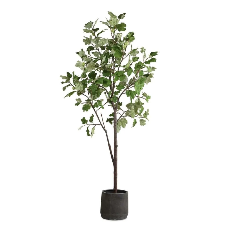 Eden Potted Fig Tree