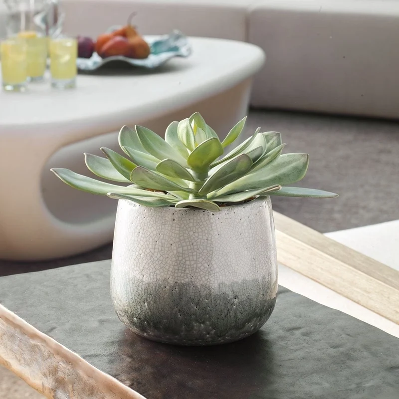 Dudleya Gray Outdoor Succulent