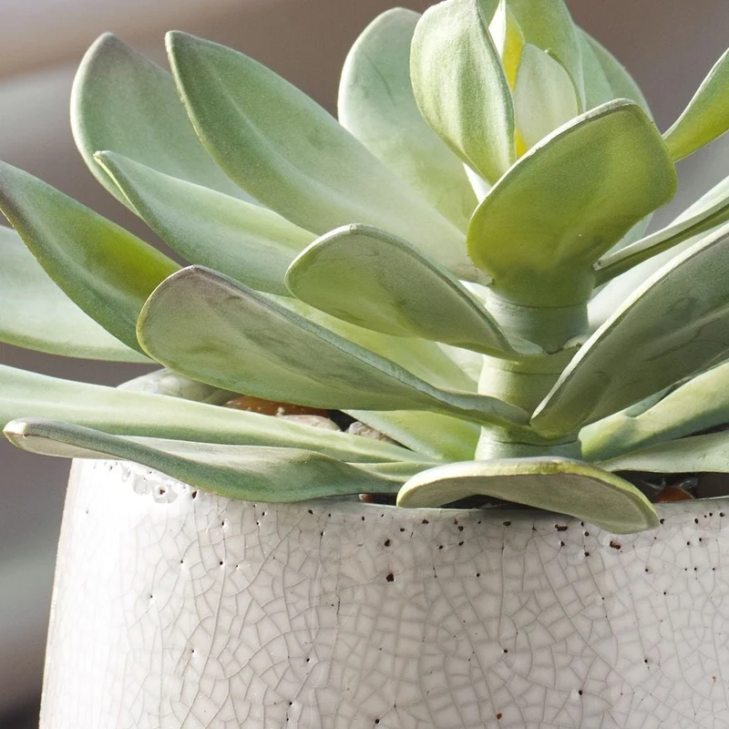 Dudleya Gray Outdoor Succulent