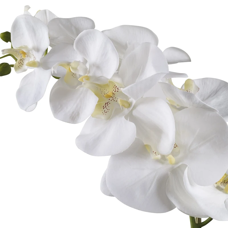 Cami White Orchid