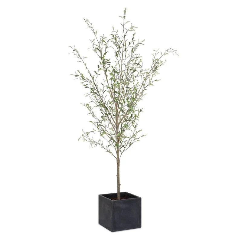 Abundance Potted Olive Tree
