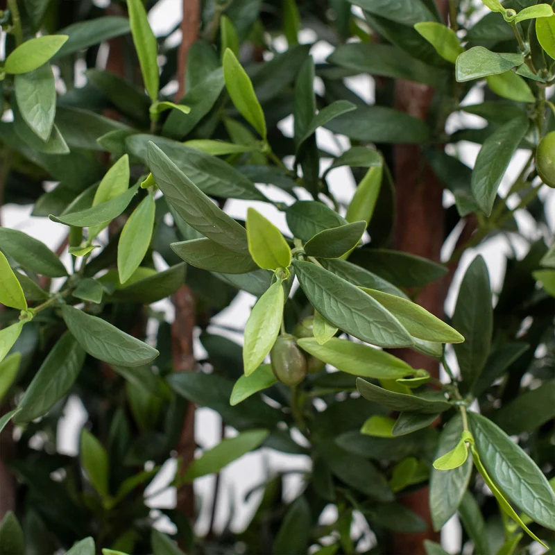 Greenwall Olive Hedge 180x120cm FR UV-S1