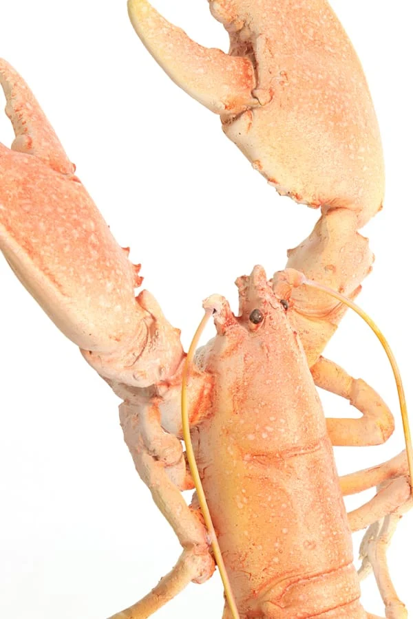 Ornament on base 25x14x56,5 cm LOBSTER light coral