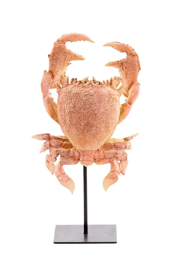 Ornament on base 23x12,5x42,5 cm CRAB light coral