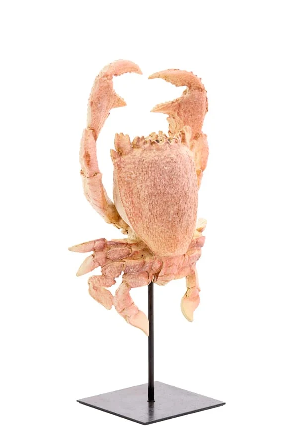 Ornament on base 23x12,5x42,5 cm CRAB light coral