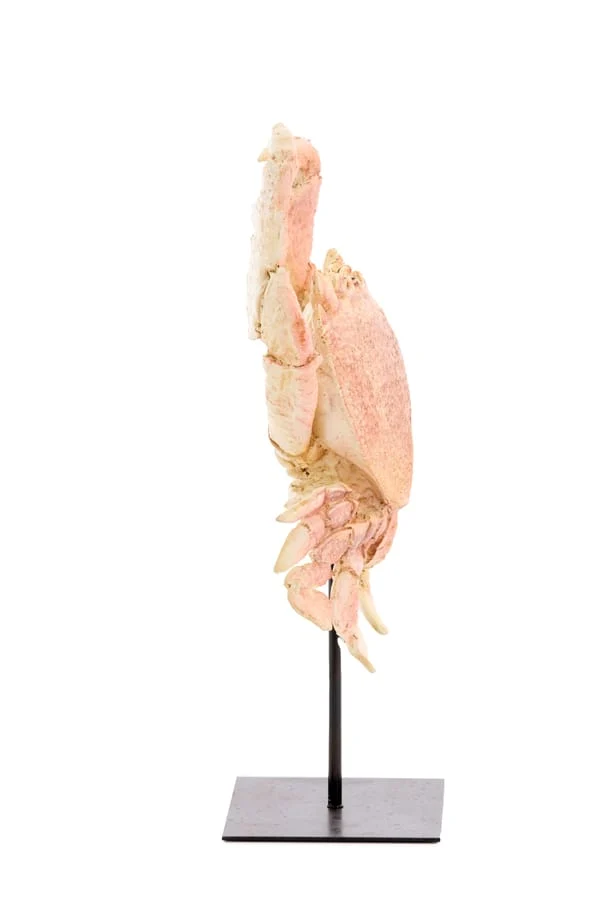 Ornament on base 23x12,5x42,5 cm CRAB light coral