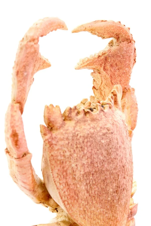 Ornament on base 23x12,5x42,5 cm CRAB light coral