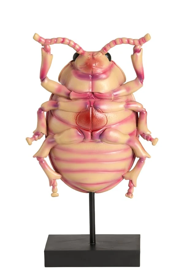 Ornament on base 22x12x42 cm BEETLE light pink+black