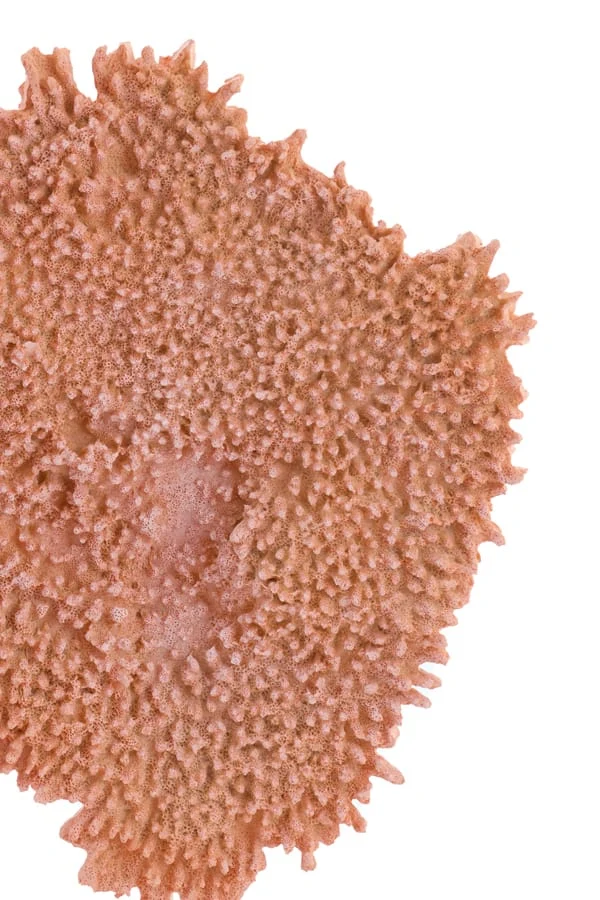 Ornament on base 37x31x61,5 cm CORAL coral+antique bronze