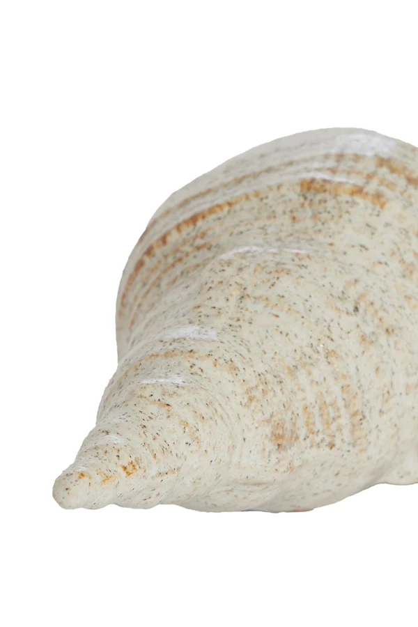 Ornament 27,5x12,5x9 cm SHELL ceramics cream-sand