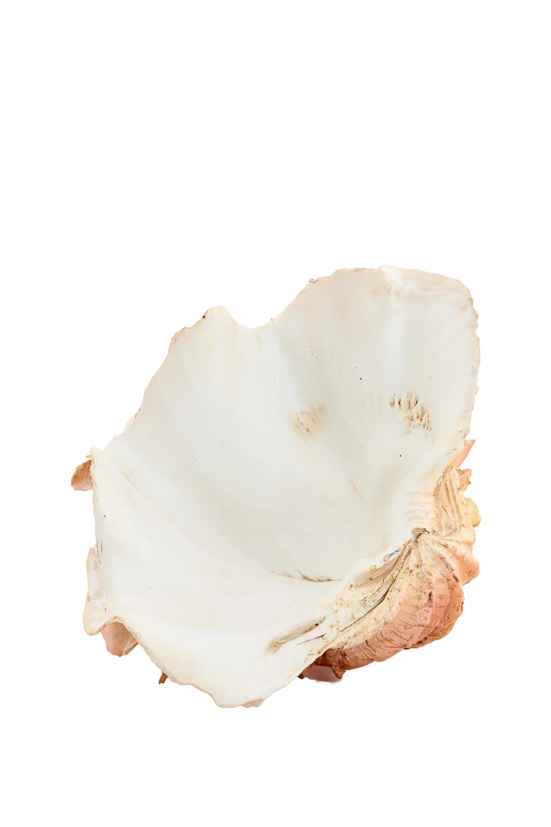 Ornament 23,5x18x11 cm SHELL coral+cream